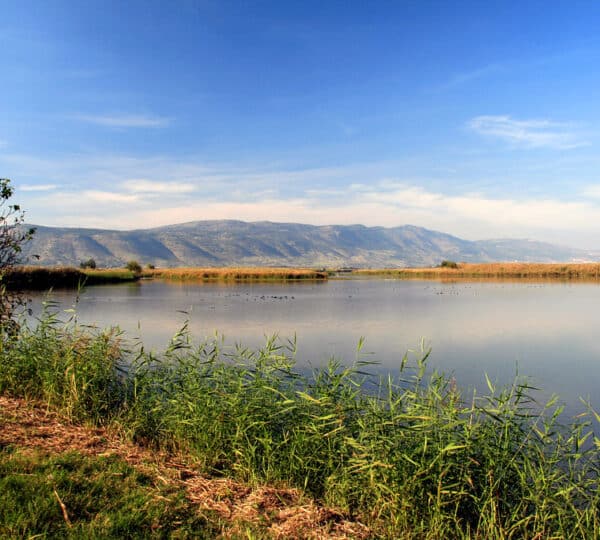 Unforgettable Birding Experience Awaits at Hula Lake