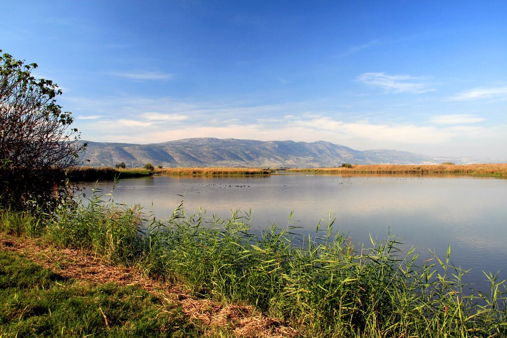 Unforgettable Birding Experience Awaits at Hula Lake